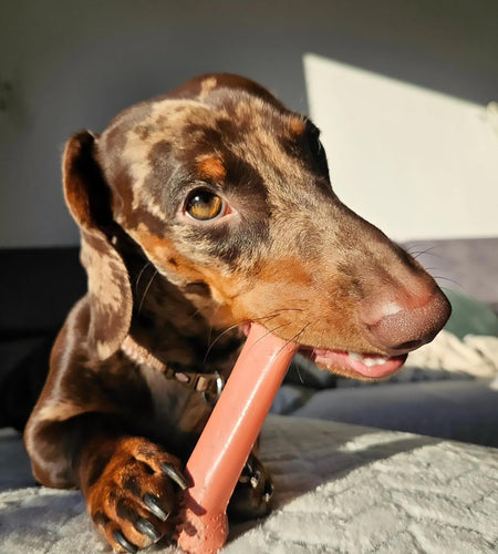 Classic Twin Pack Power Chew Flavored Durable Dog Chew Toy